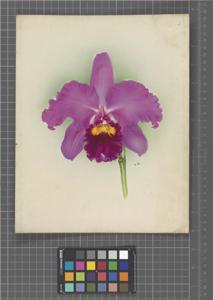 Cattleya Meuse