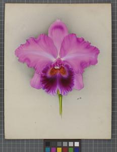 Cattleya Titymoma