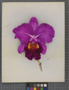 Cattleya Titymoma