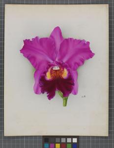 Cattleya Titymoma