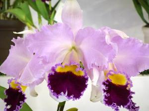 Cattleya Winter Gift