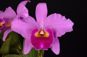 Cattleya Pink Lady