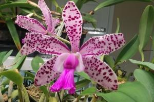 Cattleya William Caldwell