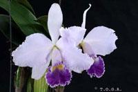 Cattleya Memoria Jack Hayden