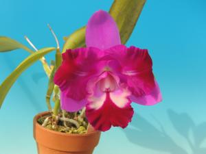 Cattleya Mini Song