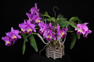 Cattleya Lilac Dream