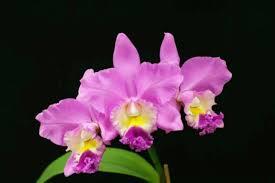 Cattleya Lilac Dream