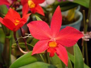 <i>Cattleya</i> Red Magic