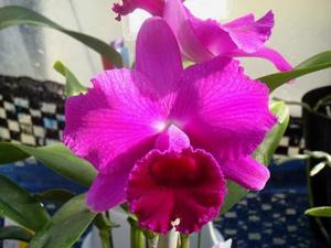 Cattleya Imperial Wings