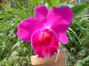 Cattleya Imperial Wings