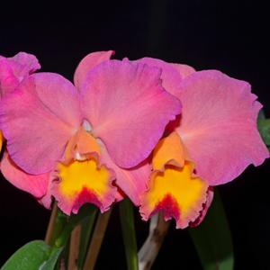 Cattleya Smile Again