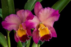 Cattleya Smile Again