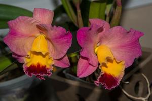 Cattleya Smile Again