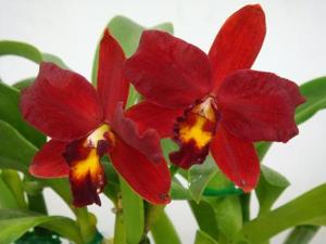 Cattleya Wendy's Redstone