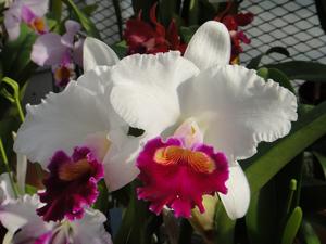 Cattleya Waimanalo Splendor