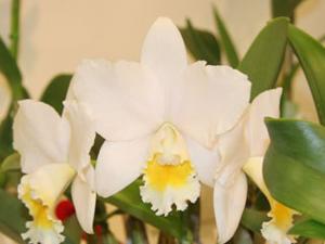 Cattleya White Island