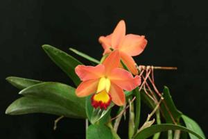 Cattleya Royal Blush