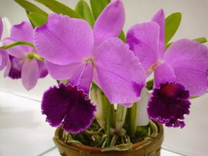 Cattleya Memoria Kyoto