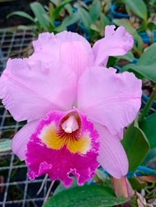 Cattleya Maria Aparecida Barani