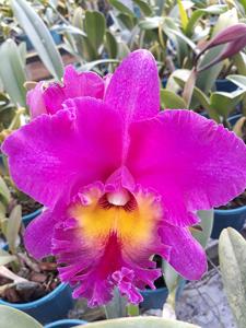 Cattleya Maria Aparecida Barani