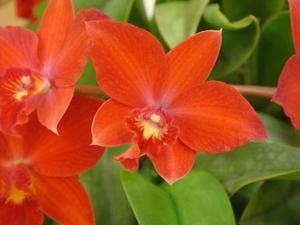 Cattleya My Friend