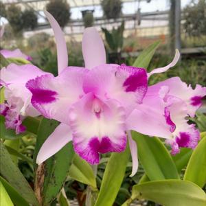 Cattleya El Dorado Splash