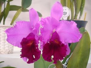Cattleya Sharon Shutty Wright