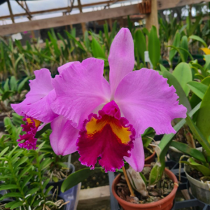 Cattleya Beatriz Künning