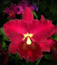 Cattleya Waianae Blaze