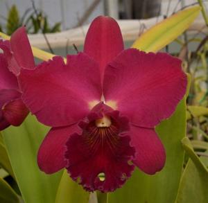 Cattleya Waianae Blaze