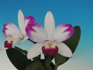 Cattleya Haw Yuan Angel