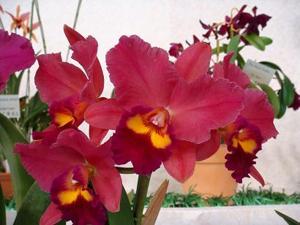 Cattleya Royal Valentine