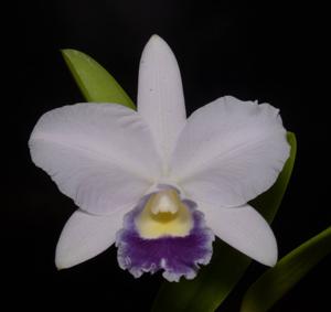 Cattleya Mini Blue Star