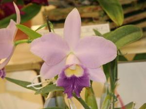 Cattleya Mini Blue Star