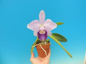 Cattleya Mini Blue Star