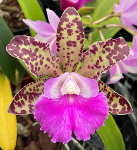 Cattleya Lumita