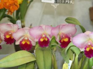 Cattleya World Vacation