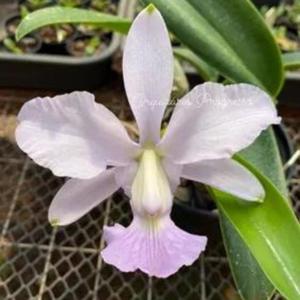 Cattleya Classic