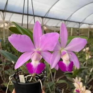 Cattleya Classic