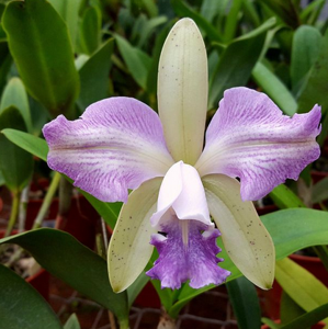 Cattleya DiPozzi Tiziano