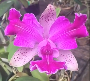 Cattleya DiPozzi Tiziano