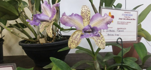 Cattleya DiPozzi Tiziano