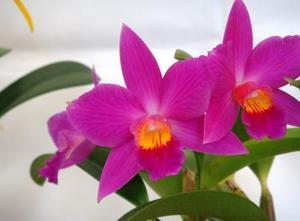 Cattleya Miyuki Little King