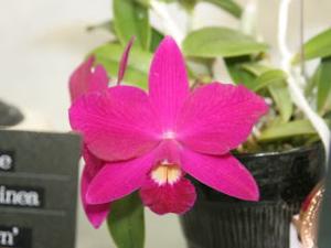 Cattleya Miyuki Little King