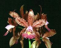 Cattleya Diana Rehfield