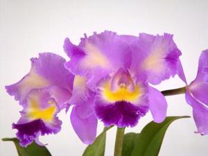 Cattleya Orchid Affair