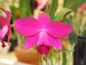 Cattleya Patricia Taaffe