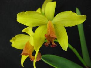 Cattleya Emily Clarkson