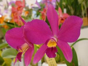 Cattleya Crown Jewel