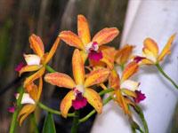 Cattleya San Diego Surprise